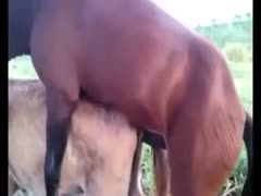 Ranch owner captures this excellent zoophilia footage of 2 biggest horses fucking outdoors 